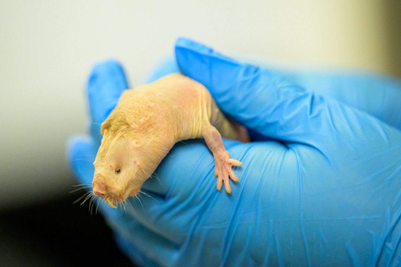 Laboratory animals research